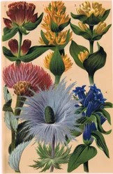 Plantas alpinas, ilustração de "Alpine Flora" pelo professor CS Schroter, publicado em 1921